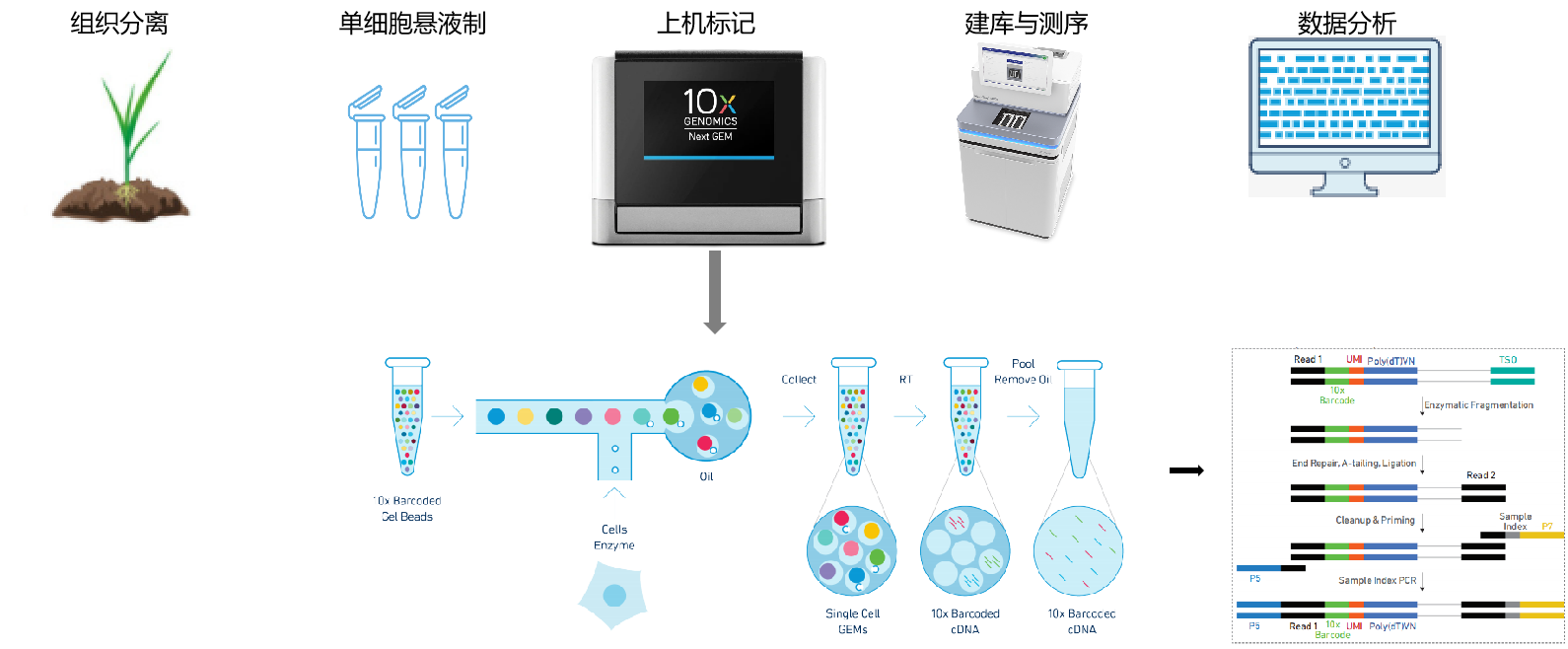 10x Genomics单细胞转录组测序 转录组 天津极智基因科技有限公司